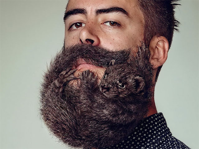 男性の髭に動物が隠れている写真